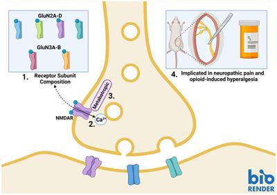 Nmda hotsell n-methyl-d-aspartate receptor